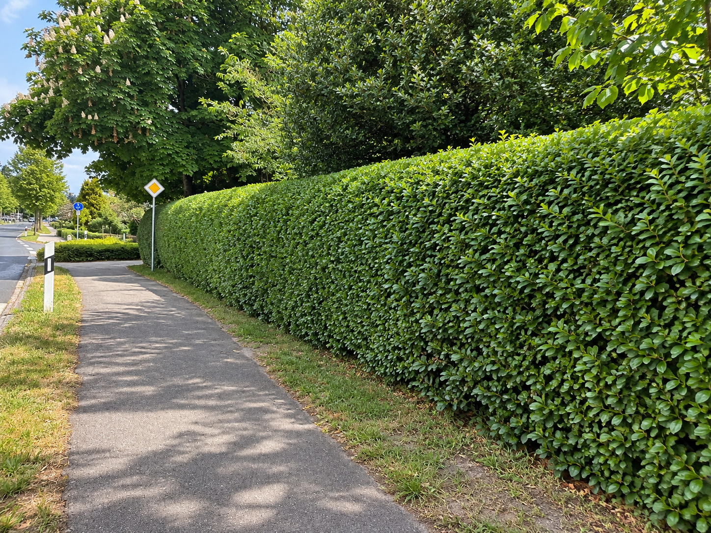 Hecken- & Strauchschnitt – Gartenpflege & Service